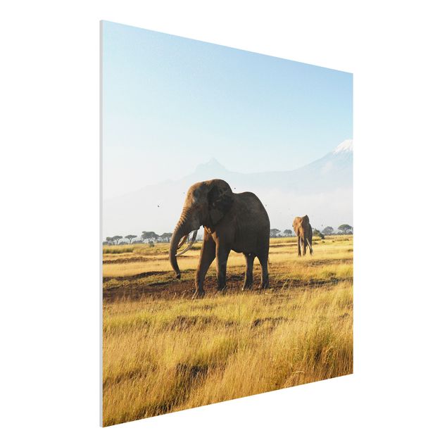 stampe animali Elefanti di fronte al Kilimangiaro in Kenya