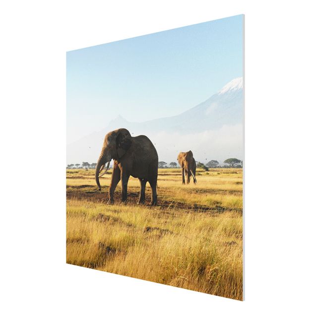 Quadro in forex - Elephants in front of the Kilimanjaro in Kenya - Quadrato 1:1