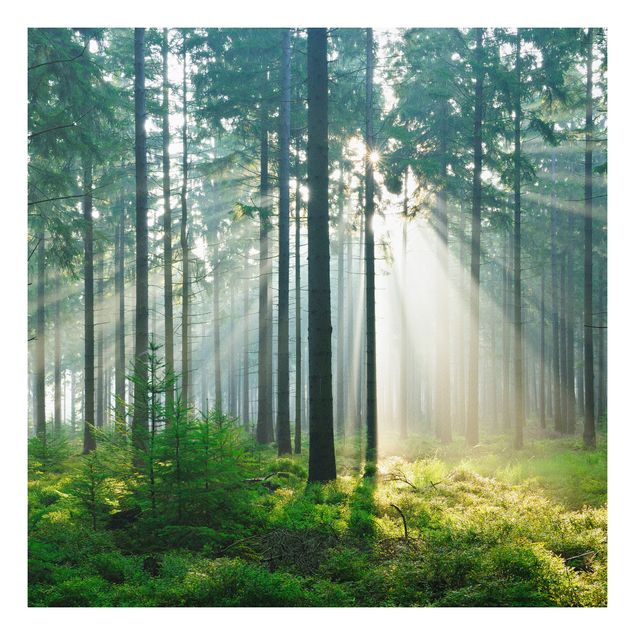 Quadro in forex - Enlightened Forest - Quadrato 1:1
