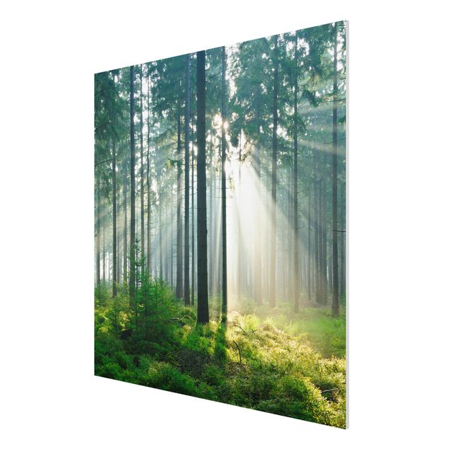 Quadro in forex - Enlightened Forest - Quadrato 1:1