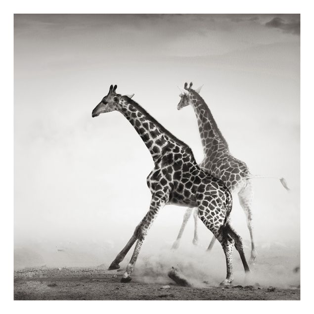 Quadro in forex - giraffe hunting - Quadrato 1:1