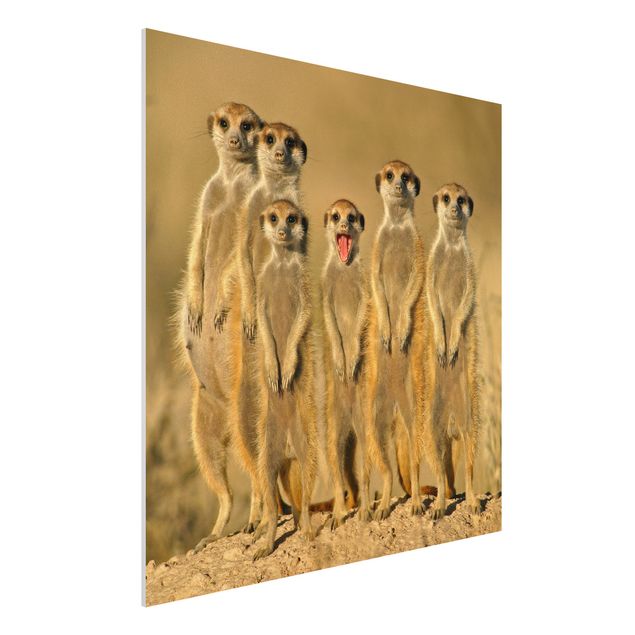 quadri con animali Famiglia di suricati