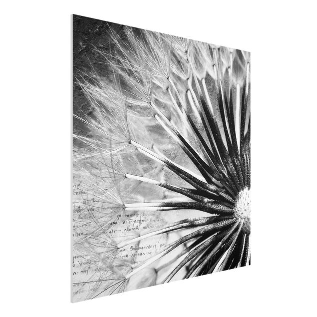 Quadro in forex - Dandelion Black & White - Quadrato 1:1