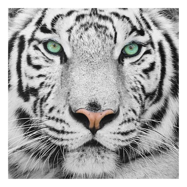 Quadro in forex - White tiger - Quadrato 1:1