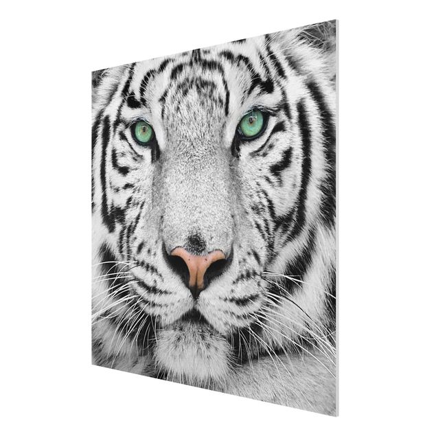Quadro in forex - White tiger - Quadrato 1:1