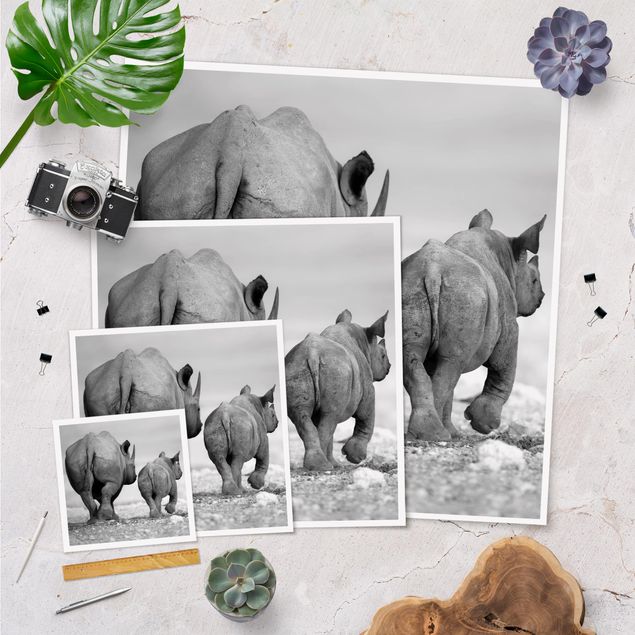Poster - Wandering Rhinos II - Quadrato 1:1