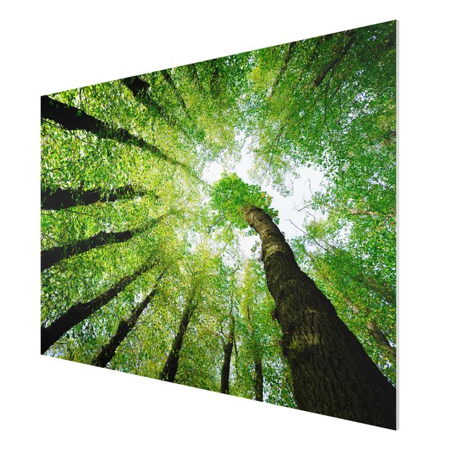 Quadro in forex - Trees Of Life - Orizzontale 3:2