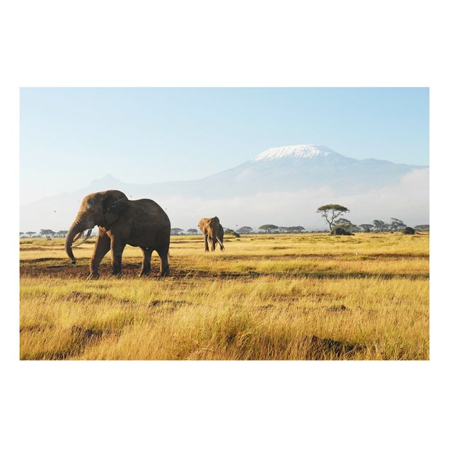 Quadro in forex - Elephants in front of the Kilimanjaro in Kenya - Orizzontale 3:2