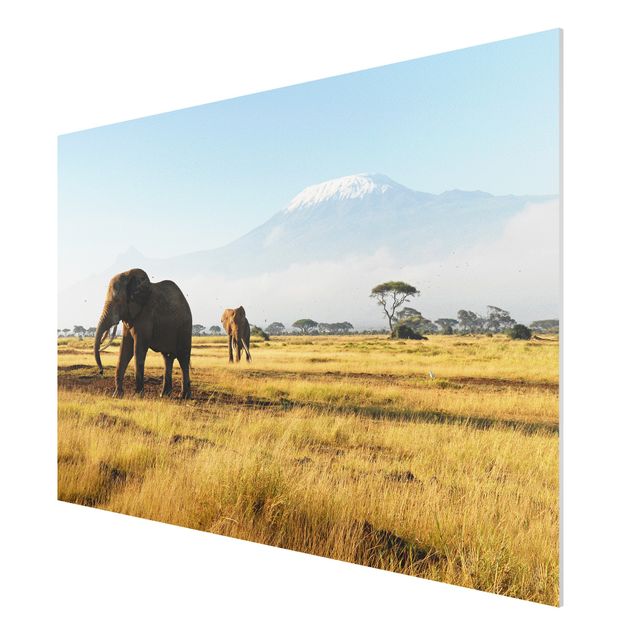 Quadro in forex - Elephants in front of the Kilimanjaro in Kenya - Orizzontale 3:2