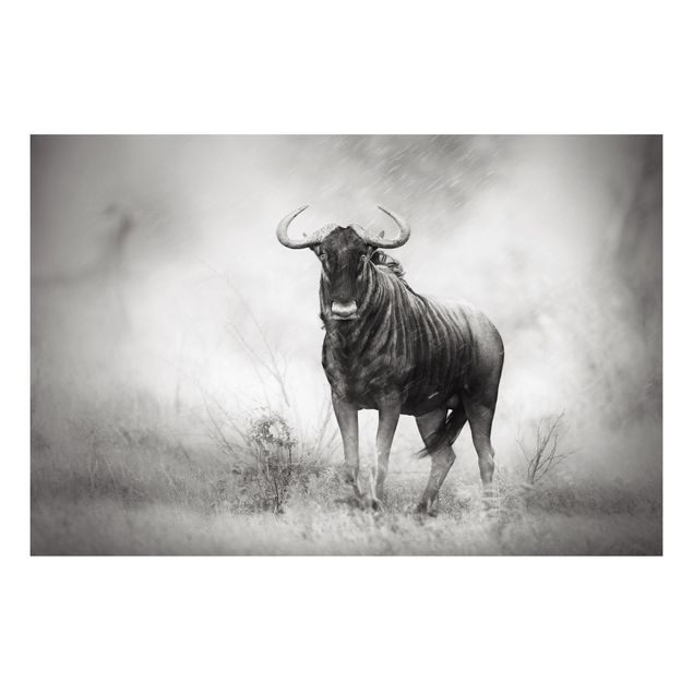 Quadro in forex - Staring Wildebeest - Orizzontale 3:2