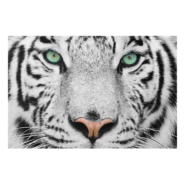 Quadro in forex - White Tiger - Orizzontale 3:2