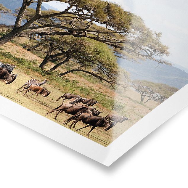 Poster - Mandria di GNU nella savana - Panorama formato orizzontale