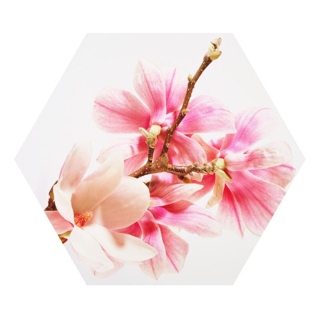 Esagono in forex - fiori di magnolia