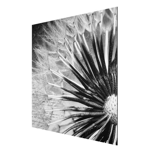 Quadro in alluminio - Dandelion Black & White