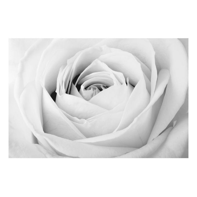Quadro in alluminio - Close Up Rose