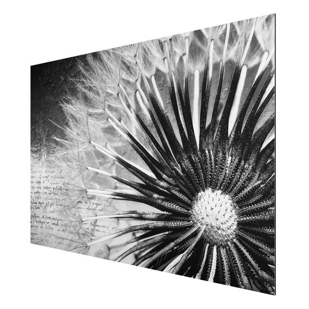 Quadro in alluminio - Dandelion Black & White