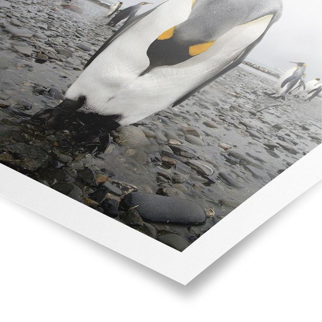 Poster - pinguino - Quadrato 1:1