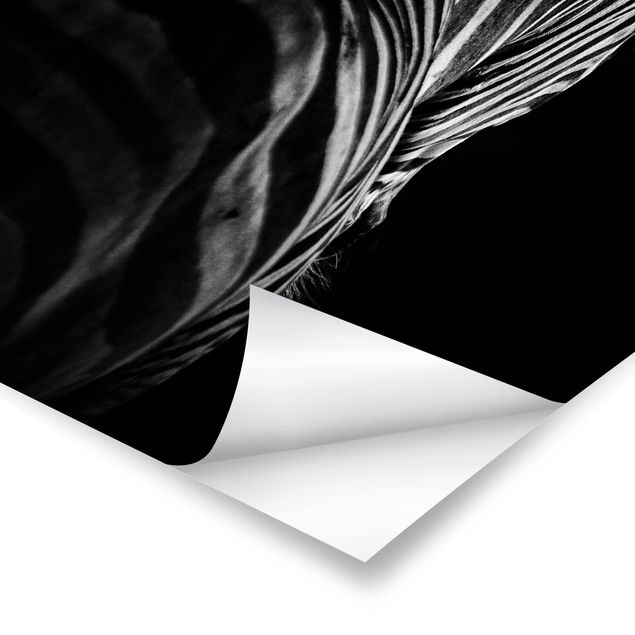 Poster - Scuro Zebra silhouette - Verticale 4:3