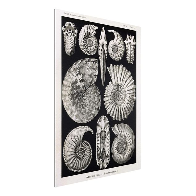Quadri animali Bacheca Vintage Fossili in bianco e nero