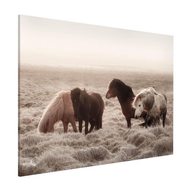 quadri con animali Cavallo selvaggio islandese