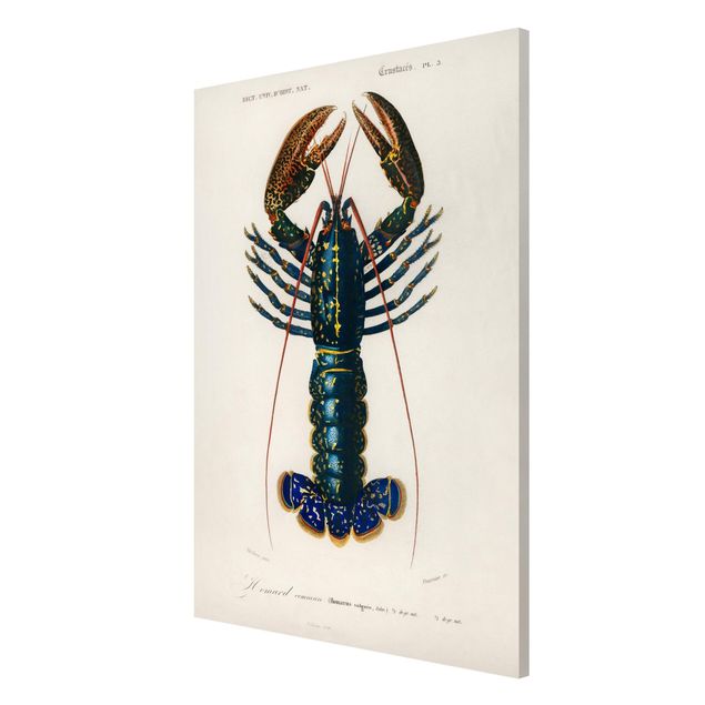 Lavagna magnetica - Vintage Blue Board Lobster - Formato verticale 2:3
