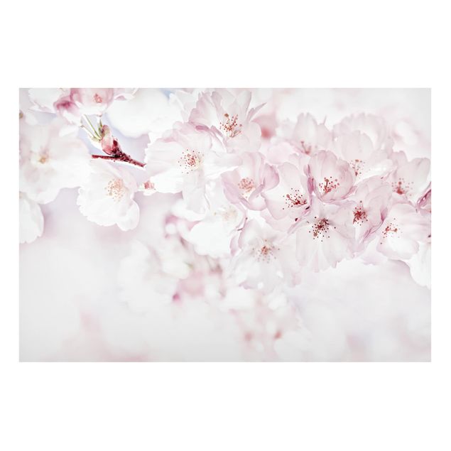 Lavagna magnetica - Tocco di fiori di ciliegio