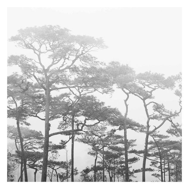 Carta da parati adesiva foresta - Cime degli alberi tra la nebbia - Formato quadrato