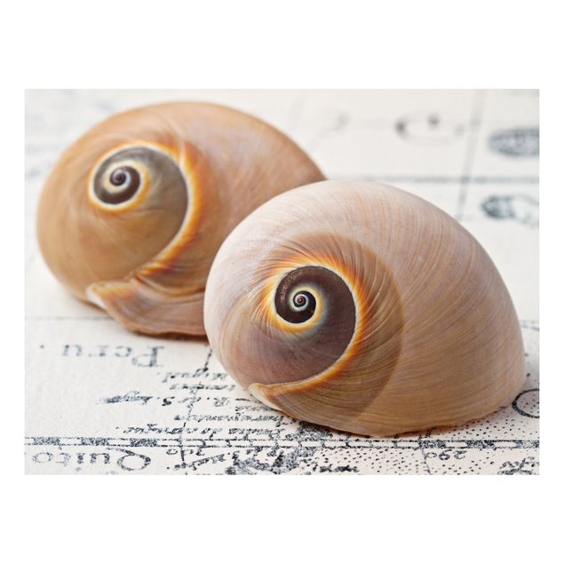 Stampa su Forex - Shell Duo - Orizzontale 3:4