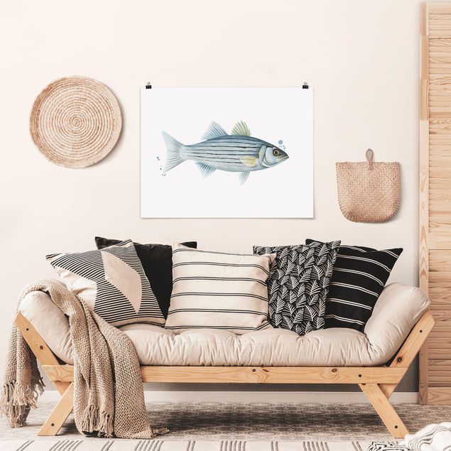 Poster acquerello Pesca a colori - Persico bianco