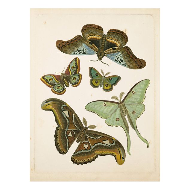 Stampa su Forex - Vintage Illustrazione di farfalle esotiche II - Verticale 4:3