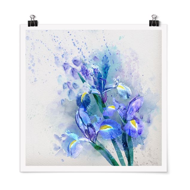 Poster - Acquerello fiori dell'iride - Quadrato 1:1
