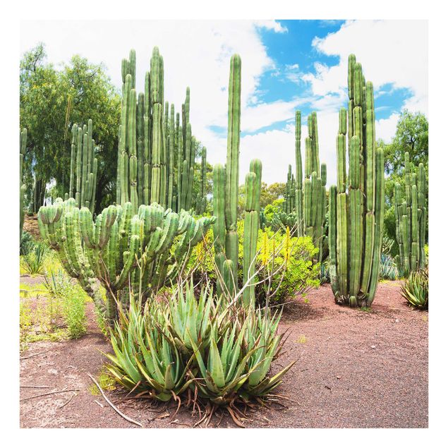 Lavagna magnetica vetro Paesaggio di cactus