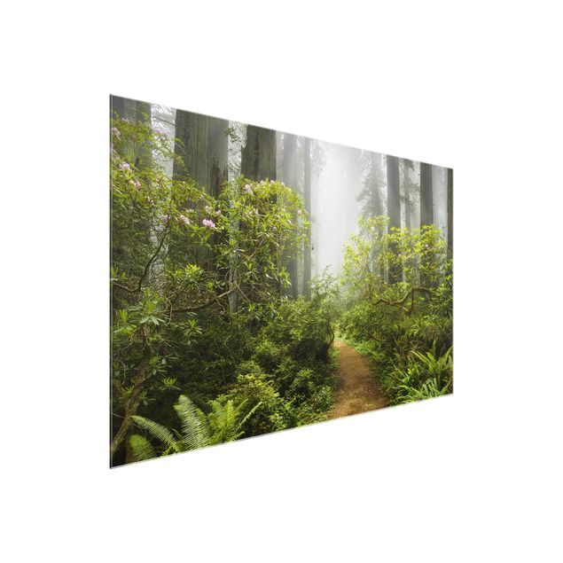 Quadro in vetro - Misty forest path - Orizzontale 3:2