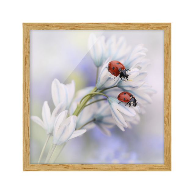 Poster con cornice - Ladybugs Couple - Quadrato 1:1