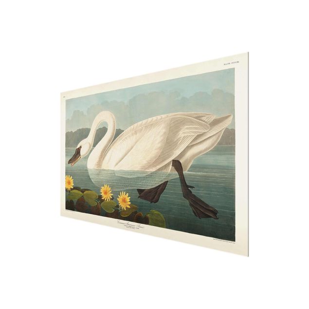 Quadro in vetro - American Vintage Consiglio Swan - Orizzontale 2:3
