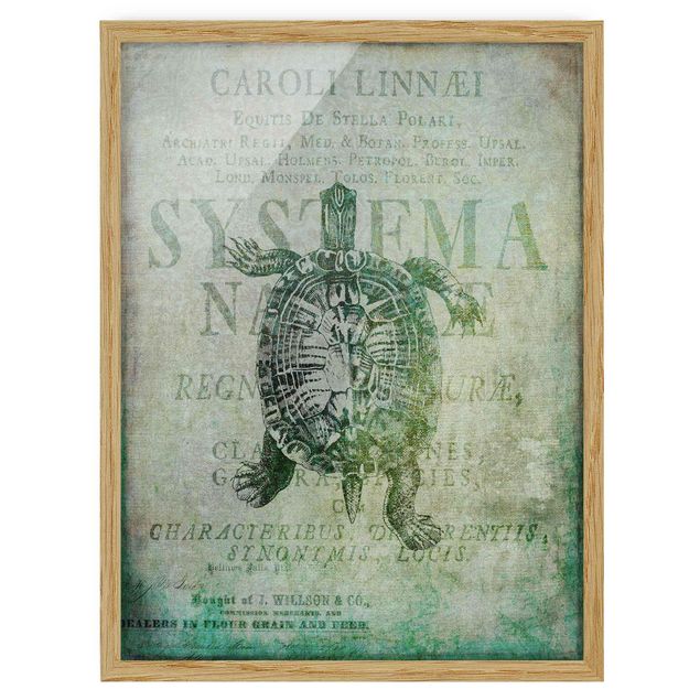 Poster con cornice - Vintage collage - Antique Turtle - Verticale 4:3