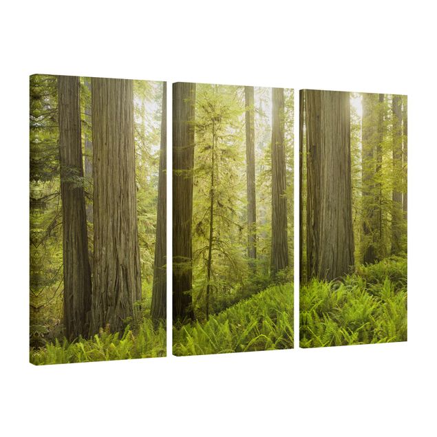 Quadri su tela Vista sulla foresta del parco statale di Redwood
