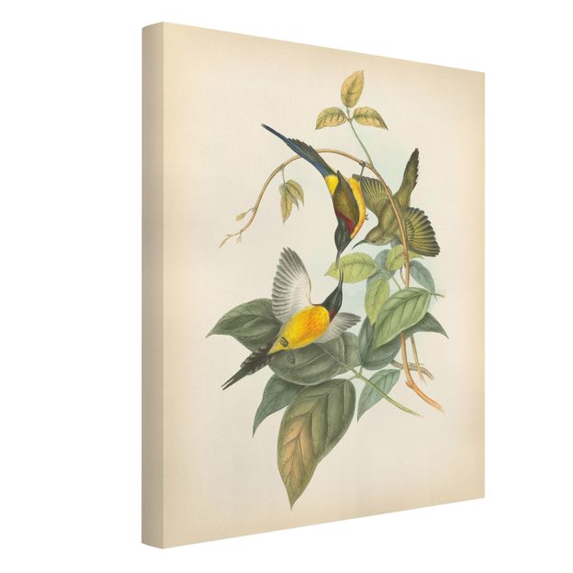 Riproduzione quadri su tela Illustrazione vintage Uccelli tropicali IV