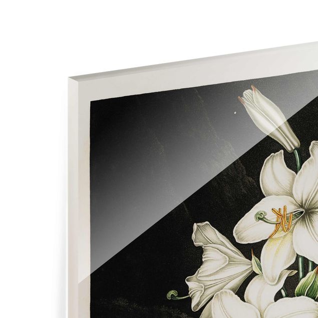 Quadro in vetro - Botanica illustrazione d'epoca White Lily - Verticale 4:3
