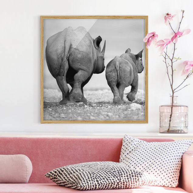 stampe animali Rinoceronti erranti II
