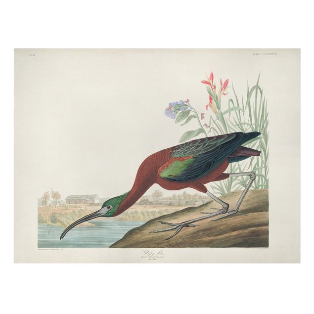 Stampa su tela Bacheca vintage Ibis marrone