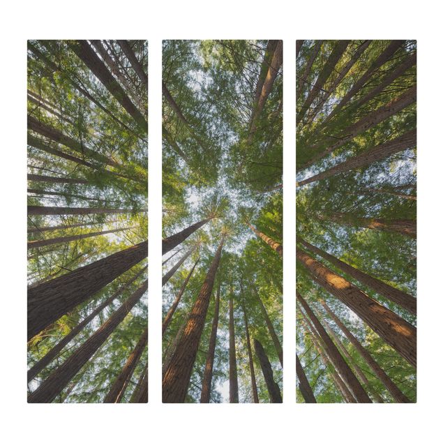 Stampa su tela 3 parti - Sequoia tree tops - Pannello