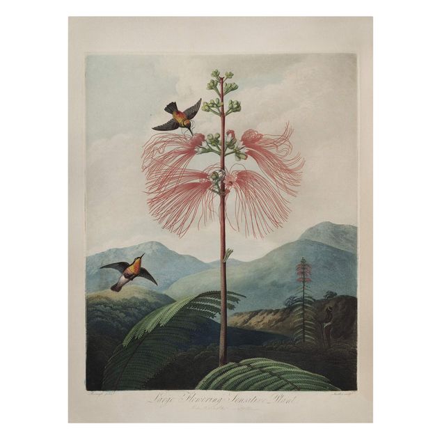 Quadro su tela animali Illustrazione botanica vintage Fiore e colibrì