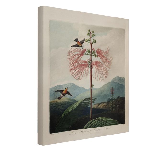 Stampa su tela vintage Illustrazione botanica vintage Fiore e colibrì