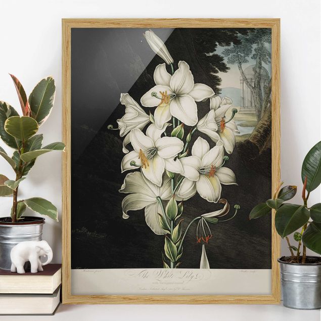 Poster con cornice - Botanica illustrazione d'epoca White Lily - Verticale 4:3