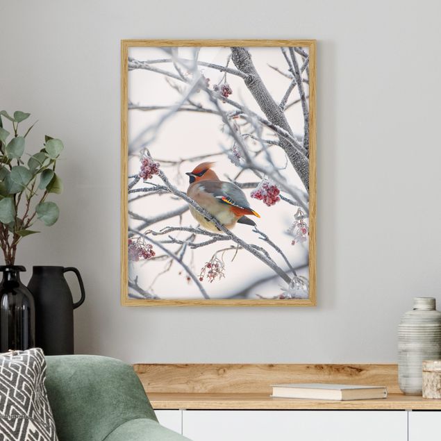 Poster con cornice - Waxwing In Tree - Verticale 4:3