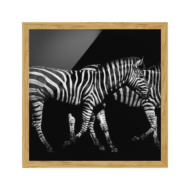 Poster con cornice - Zebra In The Dark - Quadrato 1:1