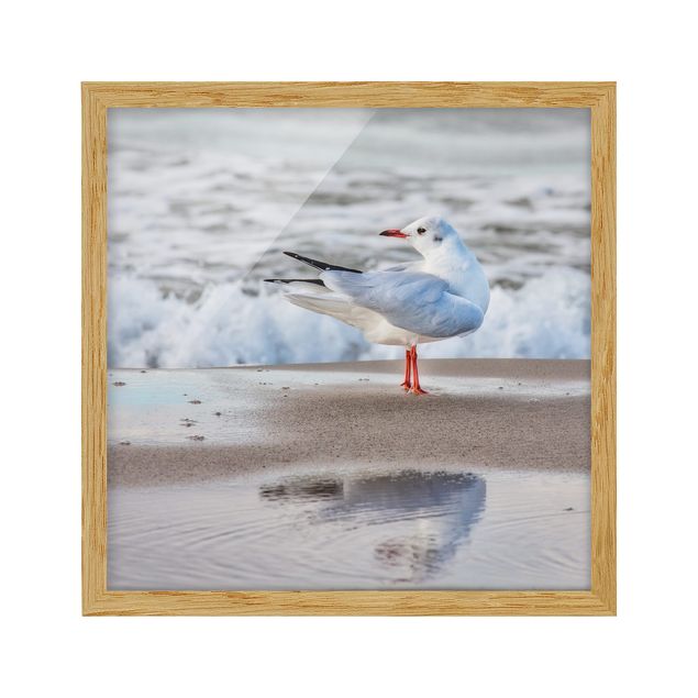 Poster con cornice - Gabbiano Sulla Spiaggia Di Fronte Al Mare - Quadrato 1:1