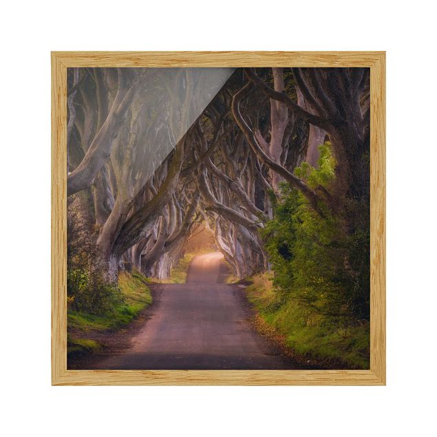 Poster con cornice - Tunnel From Trees - Quadrato 1:1
