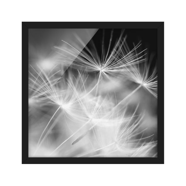 Poster con cornice - Moving Dandelions Close Up On Black Background - Quadrato 1:1
